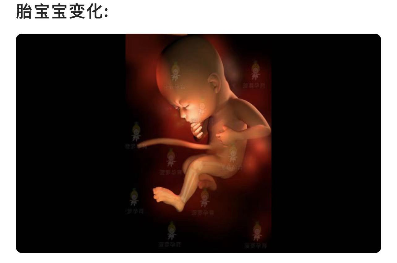 婴儿胚胎发育过程（胎儿1）-幼儿百科-魔术铺