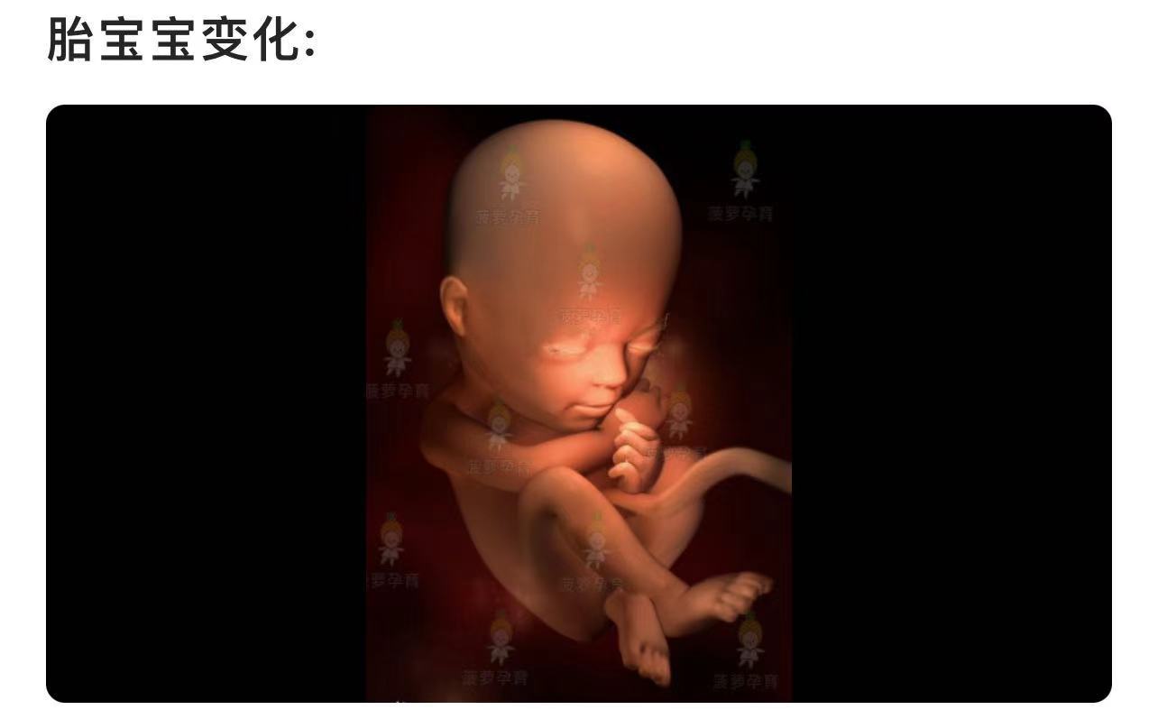 怀孕五个月孩子有多大图片及发育情况（孕五月胎儿发育标准和产检项目，你家的合格了吗） | 说明书网